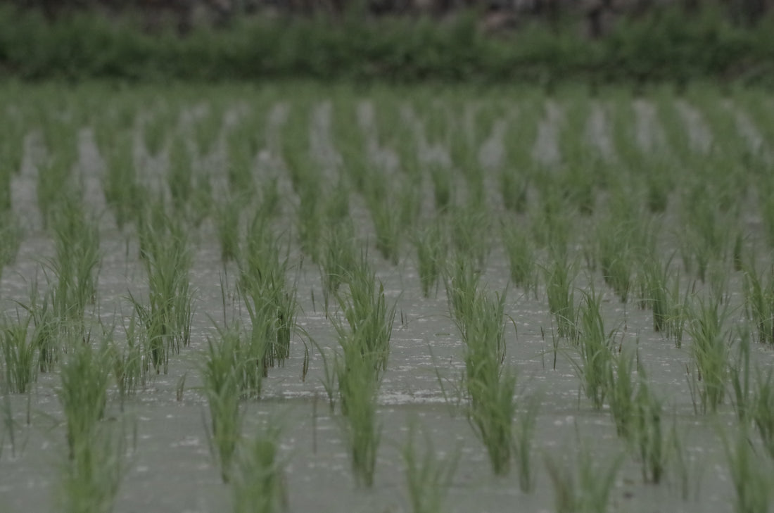 川根契約栽培米　5月26日